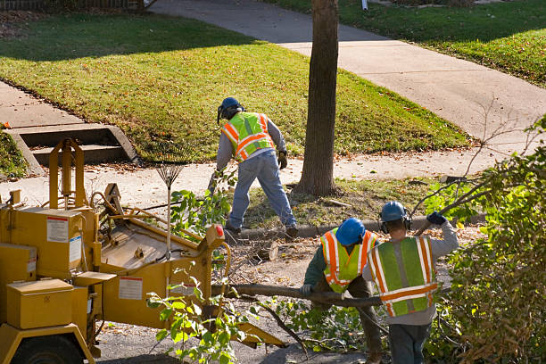 Best Fruit Tree Pruning  in Independence, OR